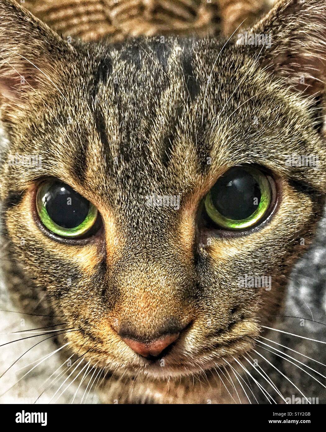 Braun tabby Katze mit grünen Augen flehend in die Kamera Stockfoto