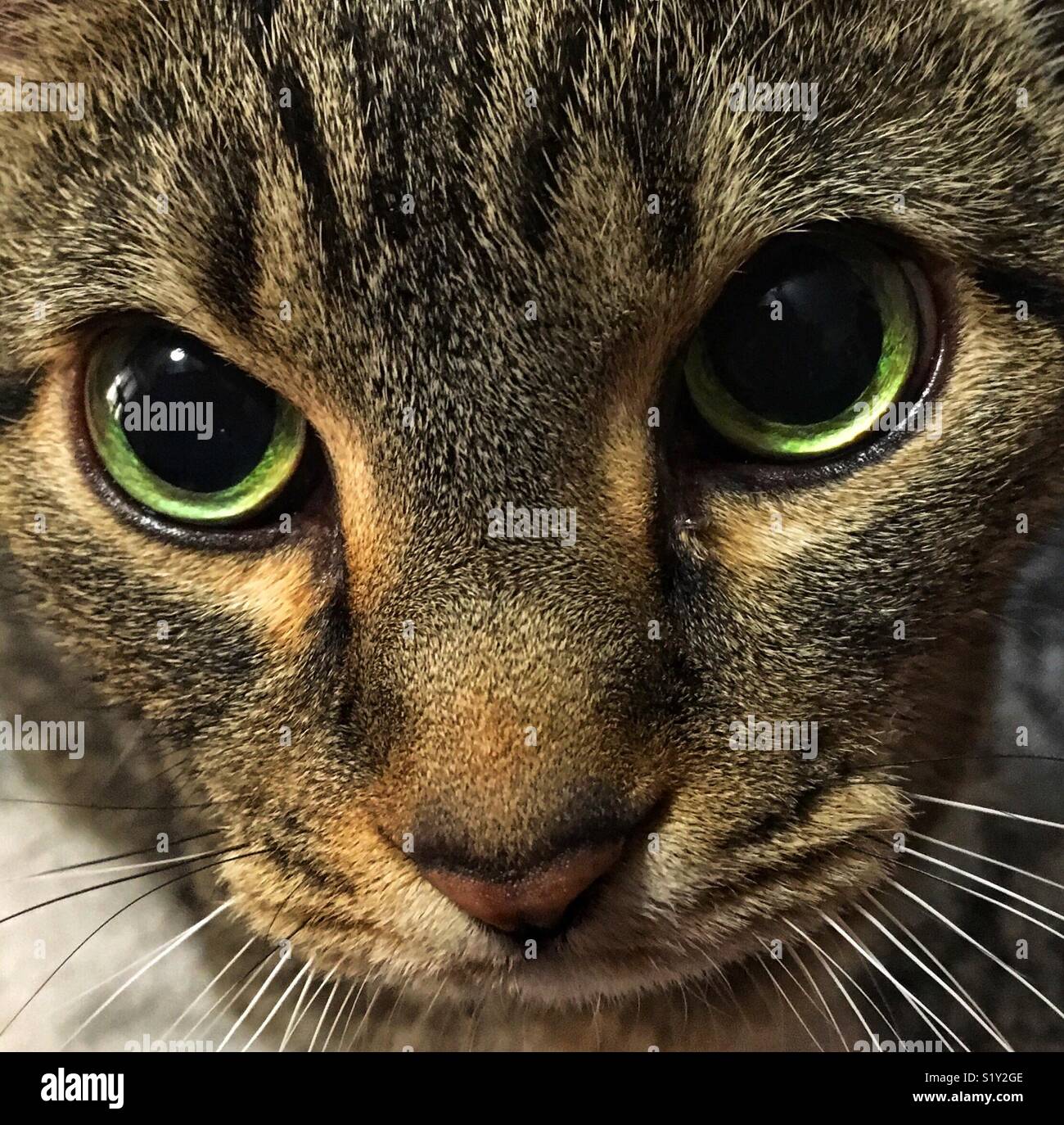 Braun tabby Katze mit grünen Augen flehend in die Kamera Stockfoto