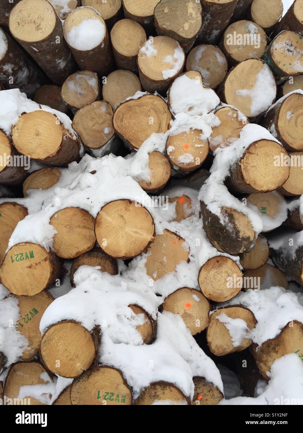 Gestapelte Baum rundholz Stockfoto