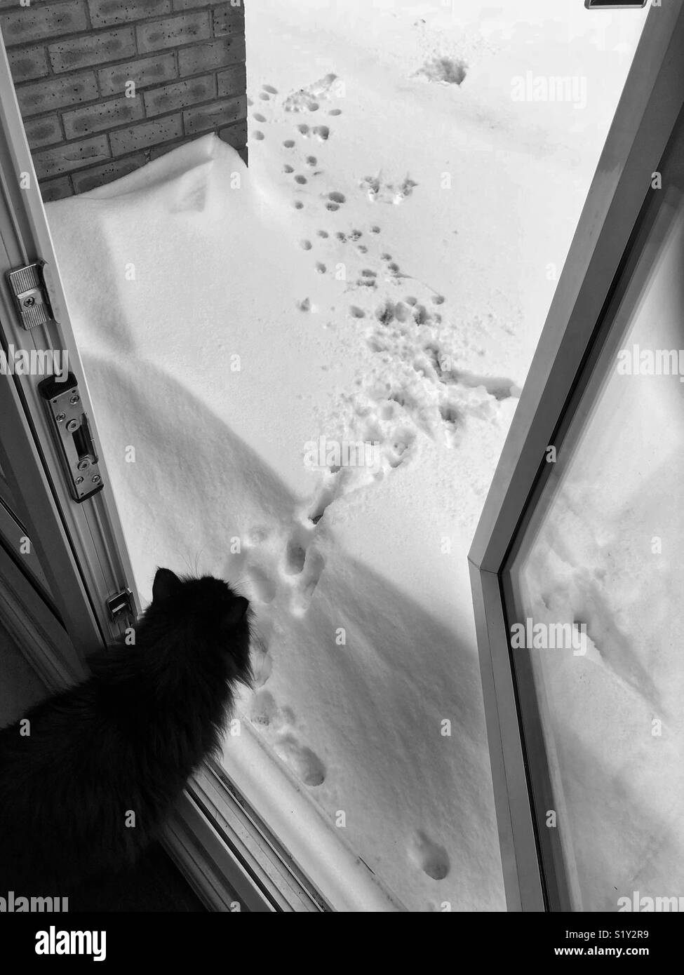 Schwarze Katze mit Blick auf verschneite Garten durch offene Tür Stockfoto