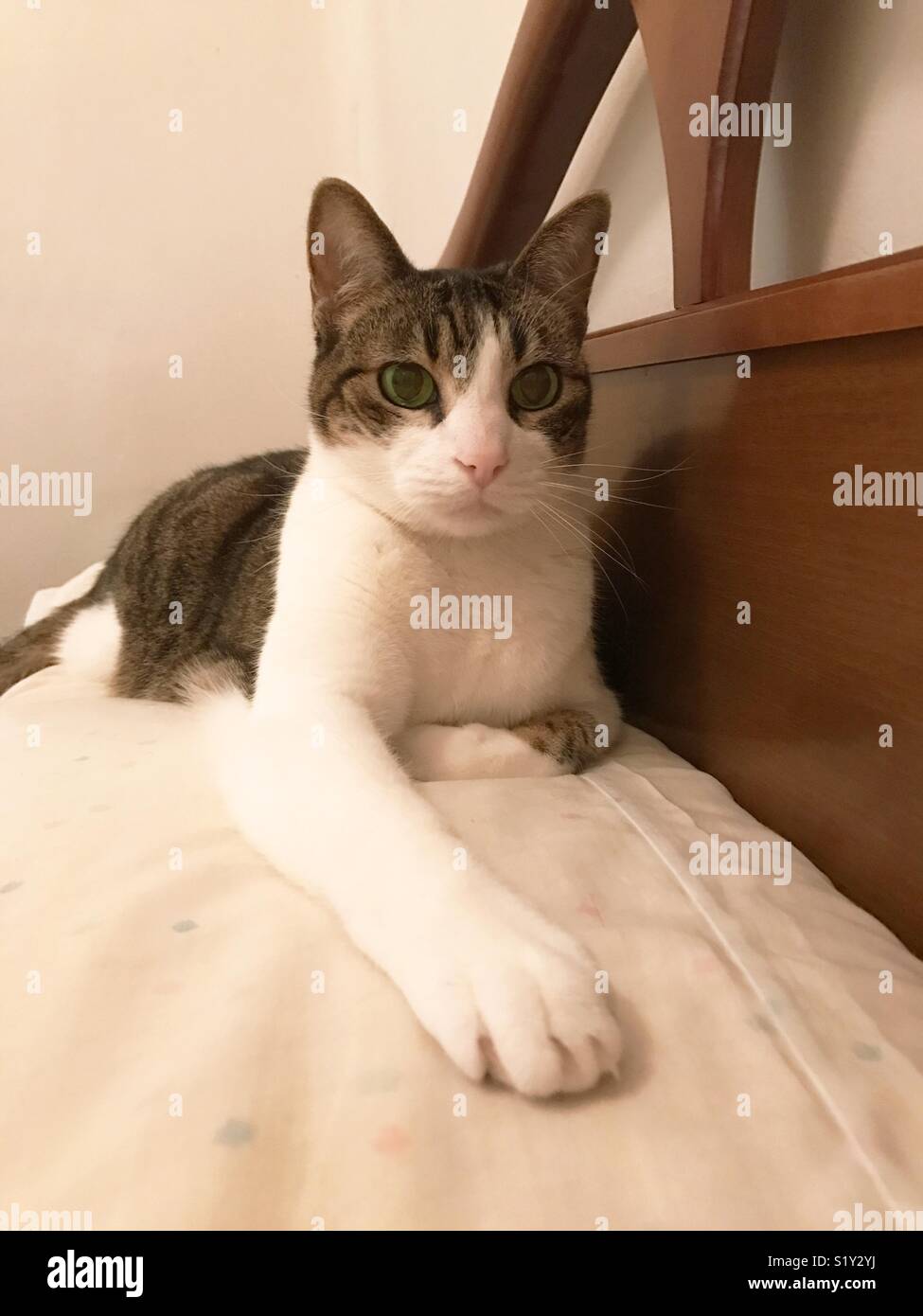 Tabby und weiße Katze liegend auf Kissen. - Smartphone-aufgenommenes Stockfoto