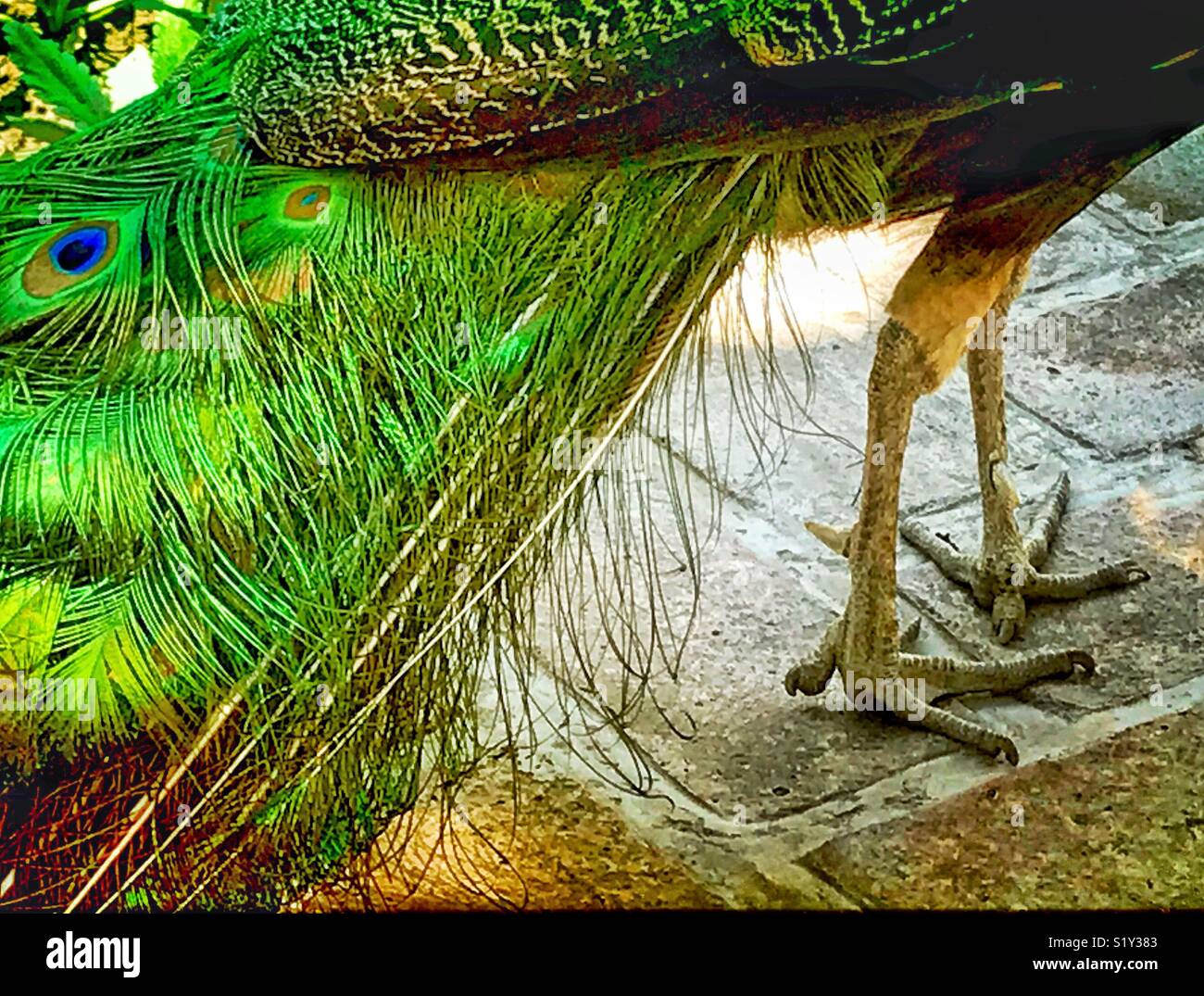 Einen teilweisen Blick auf einen Pfau, der die Beine und ein Teil des wunderschönen Schwanzfedern. Stockfoto