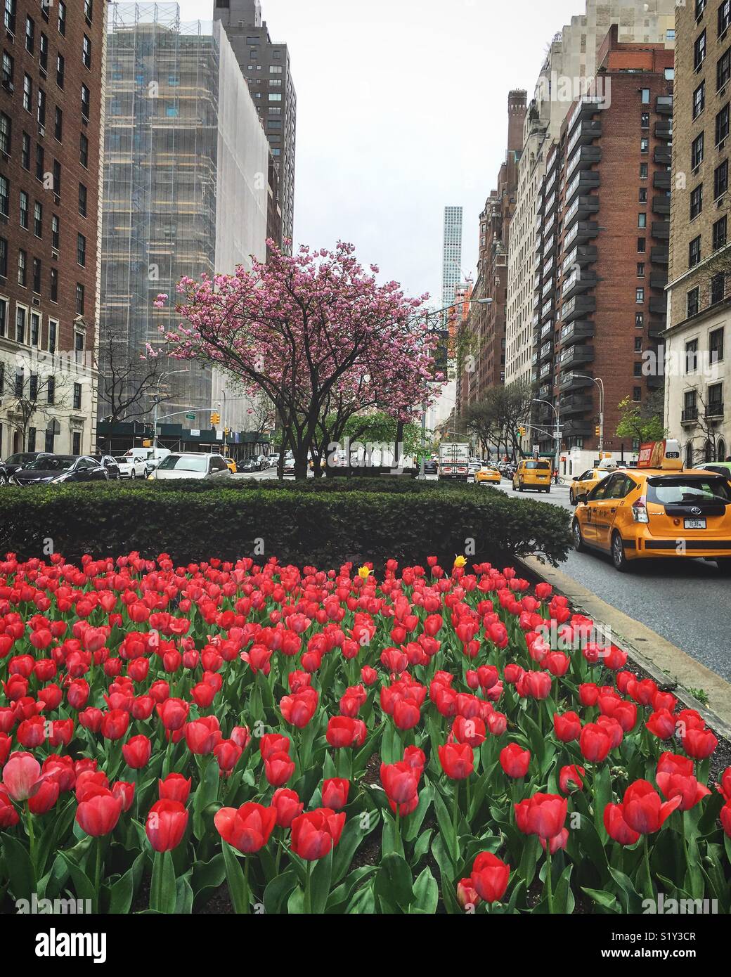Park Avenue im Frühling mit Tulpen blühen Stockfoto