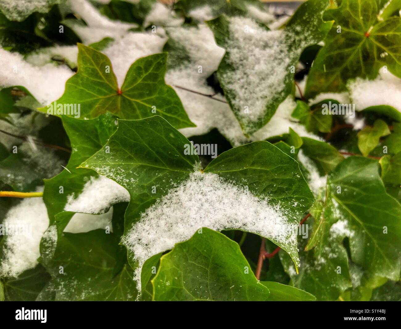 Schnee auf Ivy bei einem Blizzard, März 2018, Sturm Emma in Sherborne, Dorset, England Stockfoto Schnee auf Ivy bei einem Blizzard, März 2018, Sturm Emma in Sherborne, Dorset, England Stockfoto