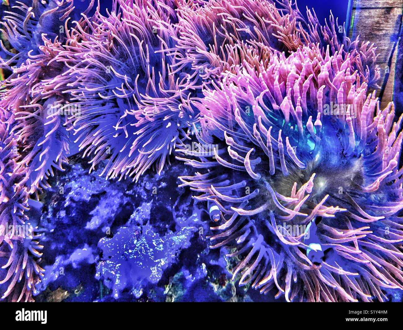 Rose Anemone dramatisch ausgeleuchteten in Salzwasser aquarium Stockfoto