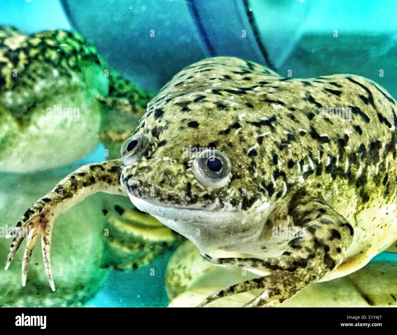 Afrikanischen Krallenfrosches an Kamera schaut mit großen Augen - Smartphone-aufgenommenes Stockfoto