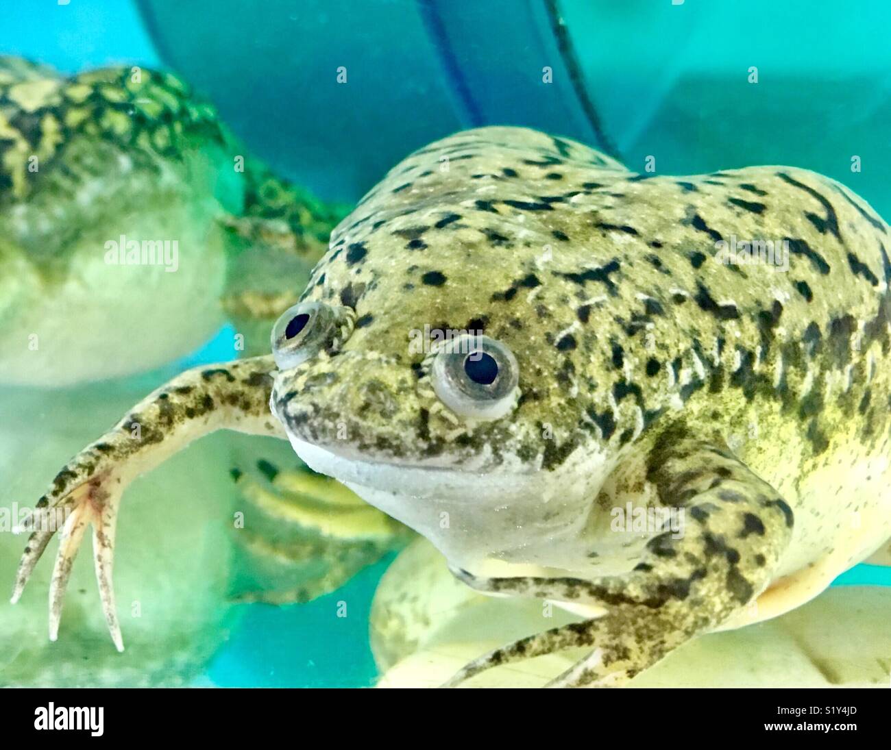 Afrikanischen Krallenfrosches an Kamera schaut mit großen Augen - Smartphone-aufgenommenes Stockfoto