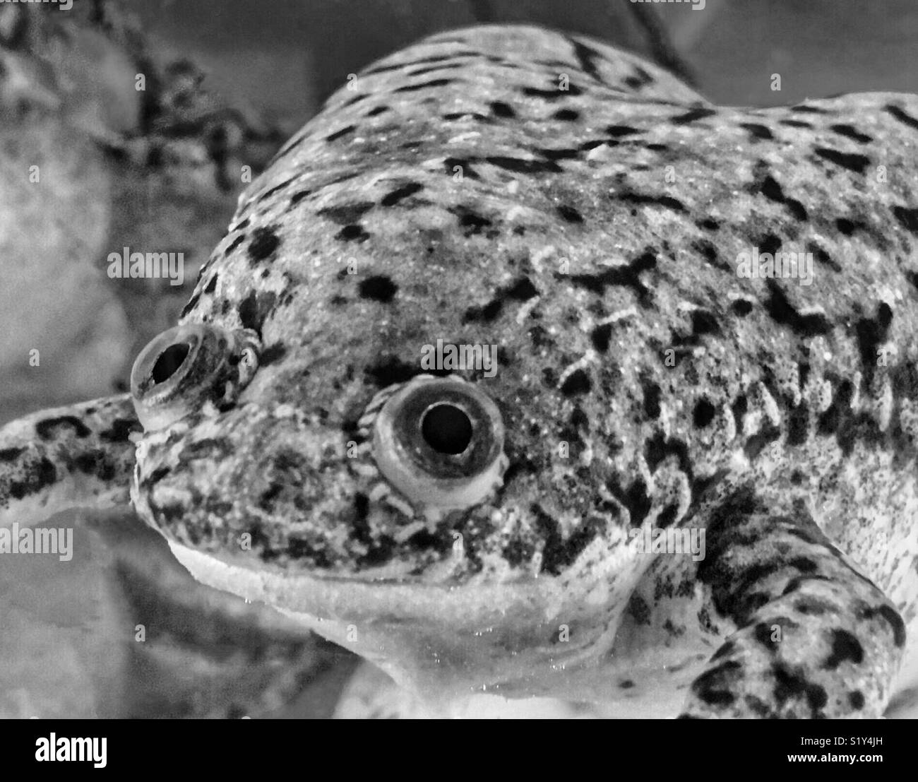 Afrikanischen Krallenfrosches an Kamera schaut mit großen Augen - Smartphone-aufgenommenes Stockfoto