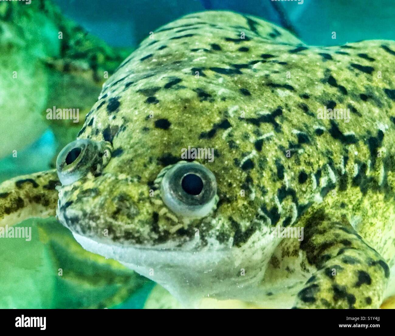 Afrikanischen Krallenfrosches an Kamera schaut mit großen Augen - Smartphone-aufgenommenes Stockfoto