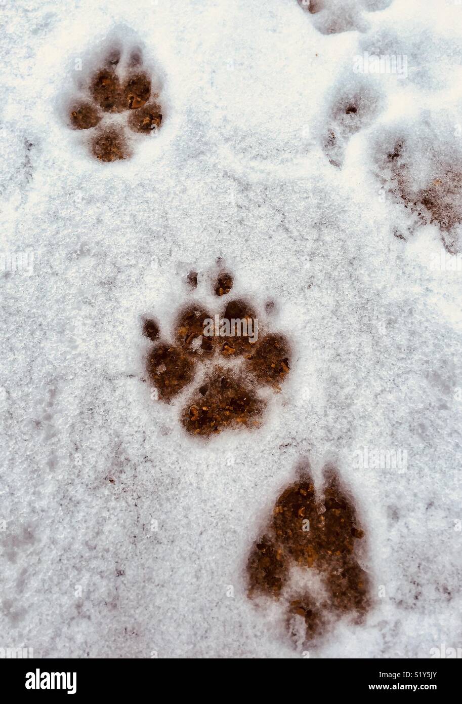 Hund Pfotenabdrücke im Schnee Stockfoto