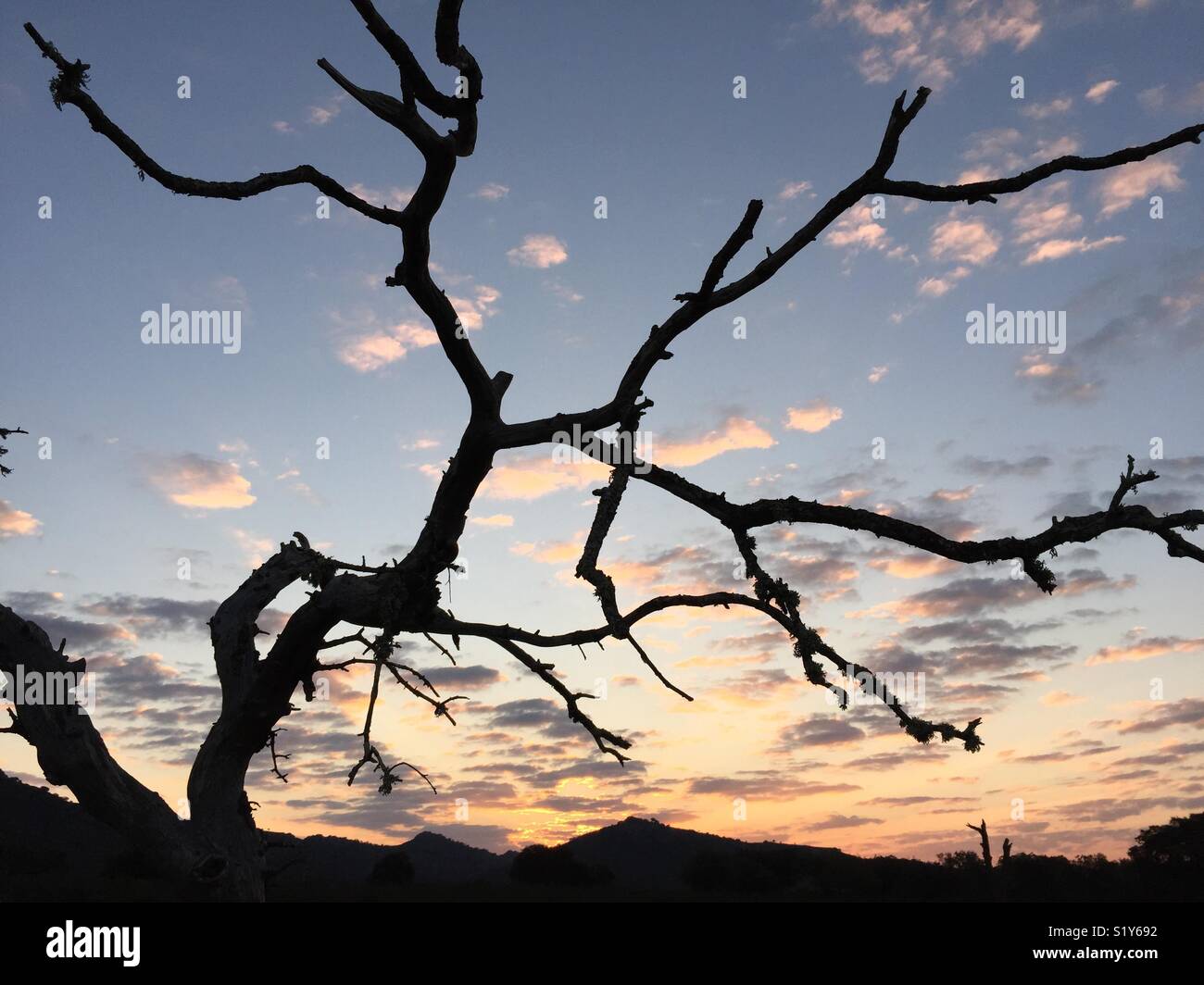 Toter Baum gegen Sonnenaufgang in der Extremadura, Spanien Stockfoto