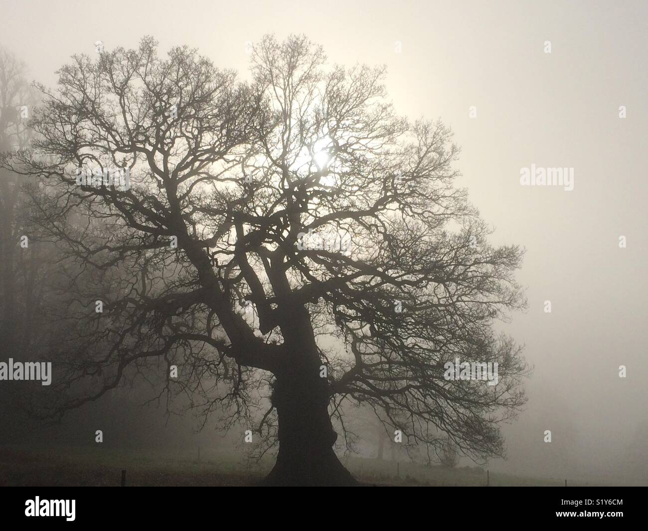 Einem nebligen Winter morgen im Ashton Hof Immobilien, Bristol, Großbritannien Stockfoto