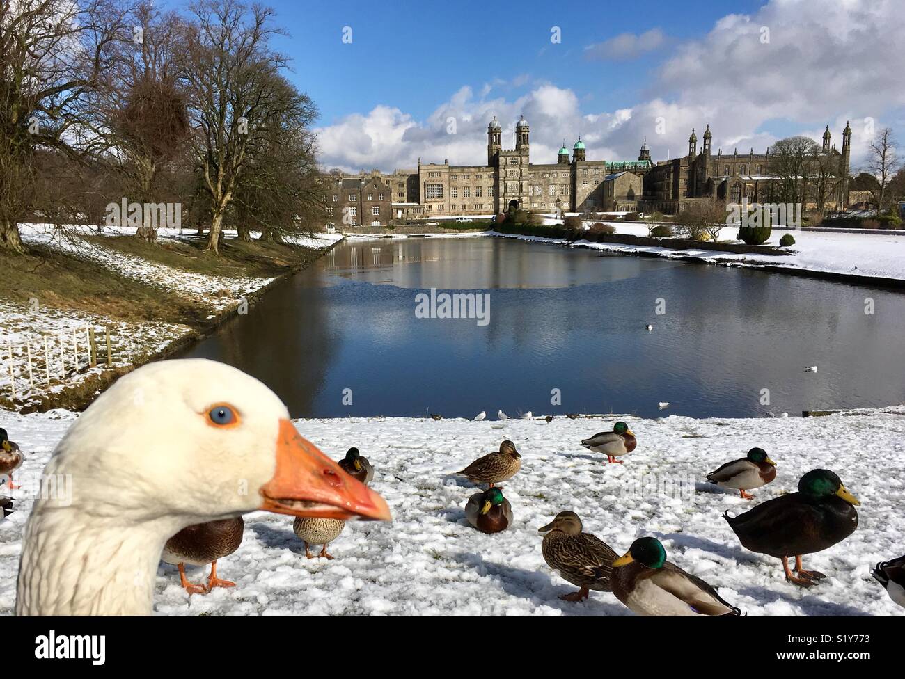 Gänse und Enten im Schnee am Stoneyhurst College, Clitheroe, Lancashire. Stockfoto