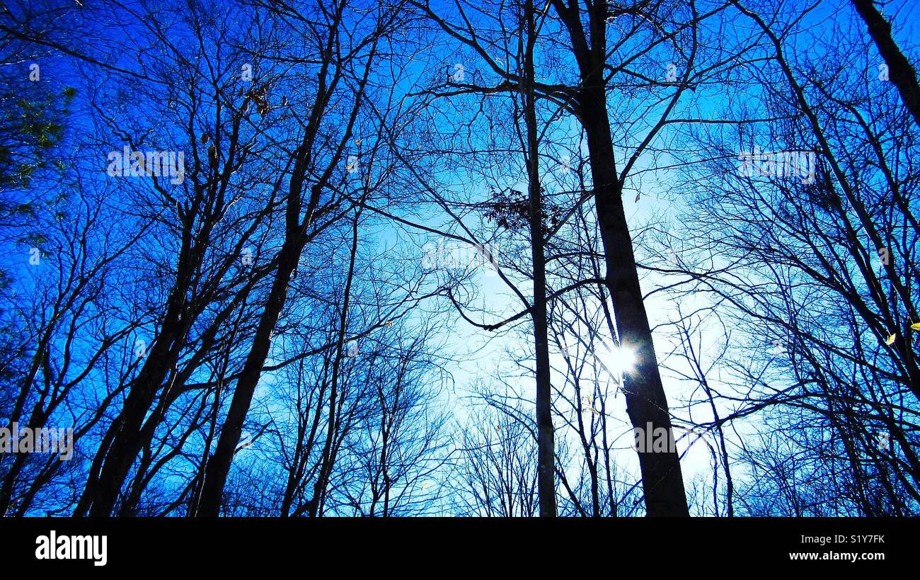 Winterwald Stockfoto