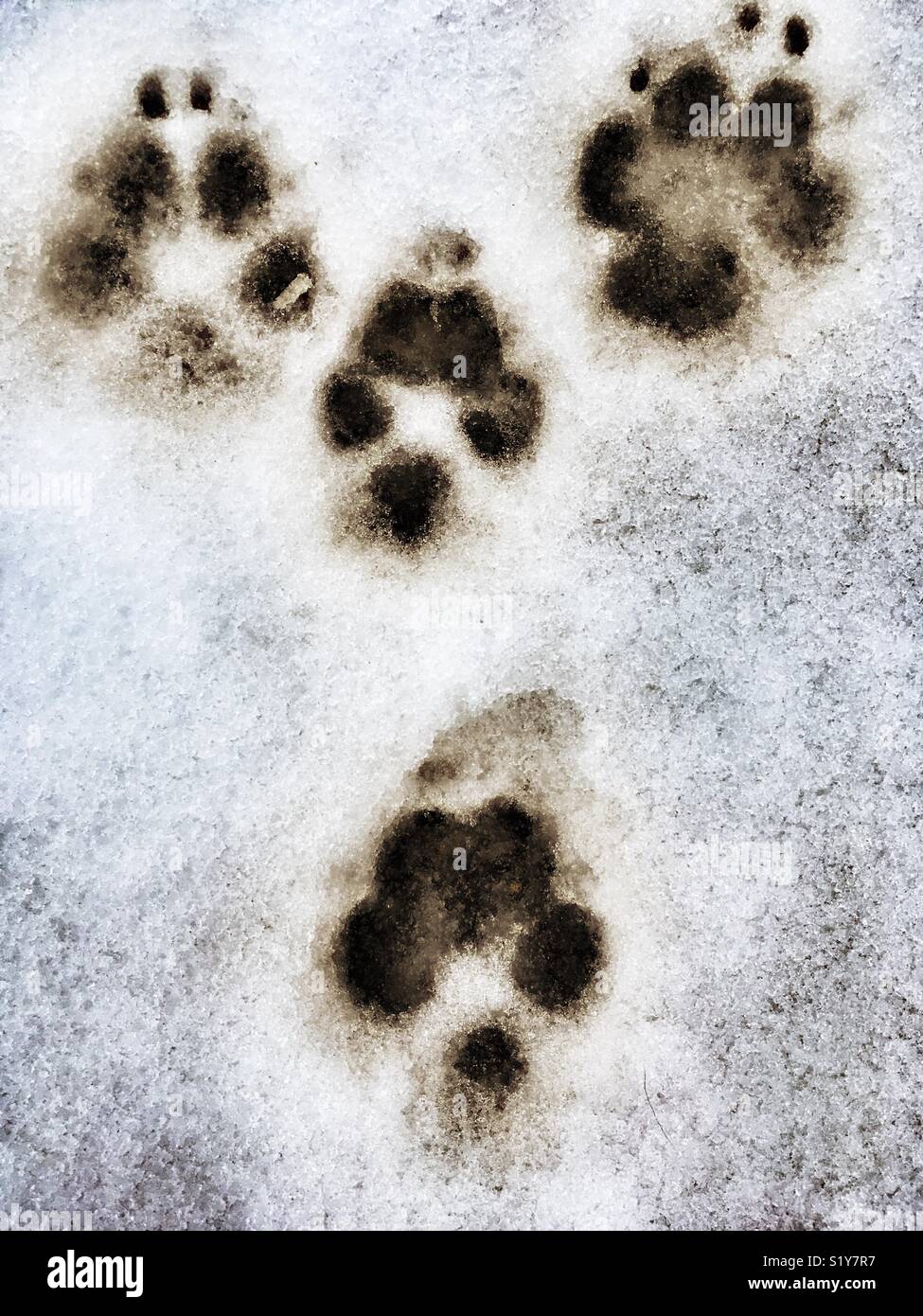 Hund Pfotenabdrücke im Schnee Stockfoto