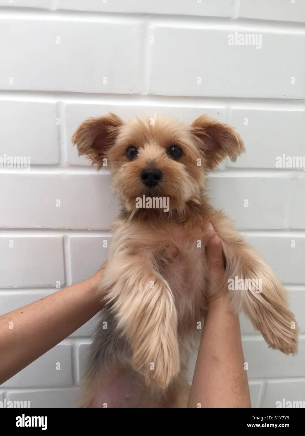 Halten Sie einen niedlichen kleinen Hund (Yorkshire Terrier). Stockfoto