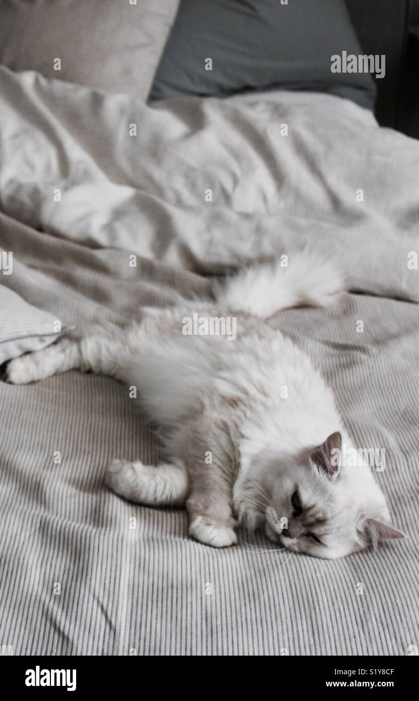 Weiße flauschige Katze auf Bett Stockfoto