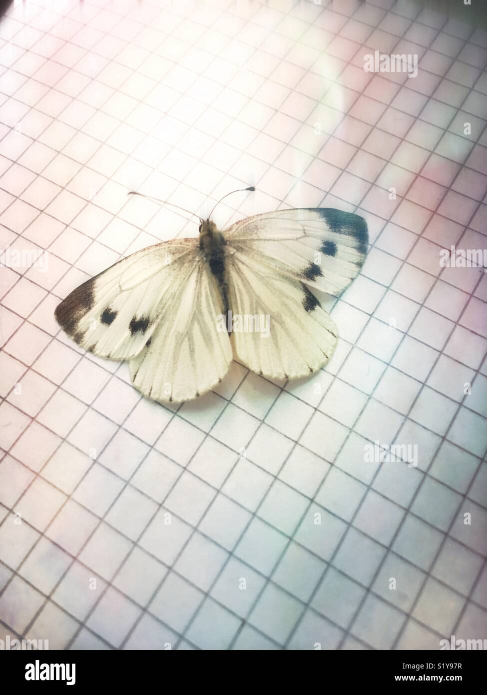 Pieris brassicae auf einem Stück Papier überprüft - Smartphone-aufgenommenes Stockfoto