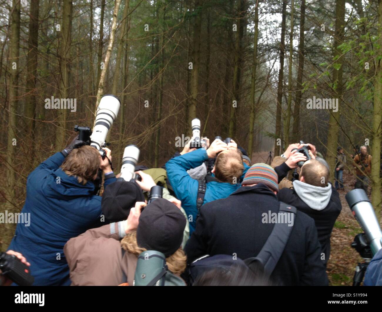 Vogel Fotografen Fotografieren seltene vagrant Vogelarten in Niederländisch Wald in der Nähe von Arnhem. Stockfoto