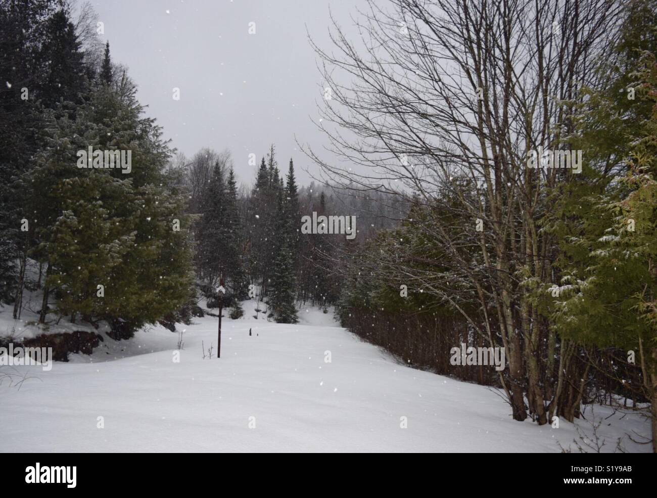 Winterlandschaft, im Wald schneit Stockfoto