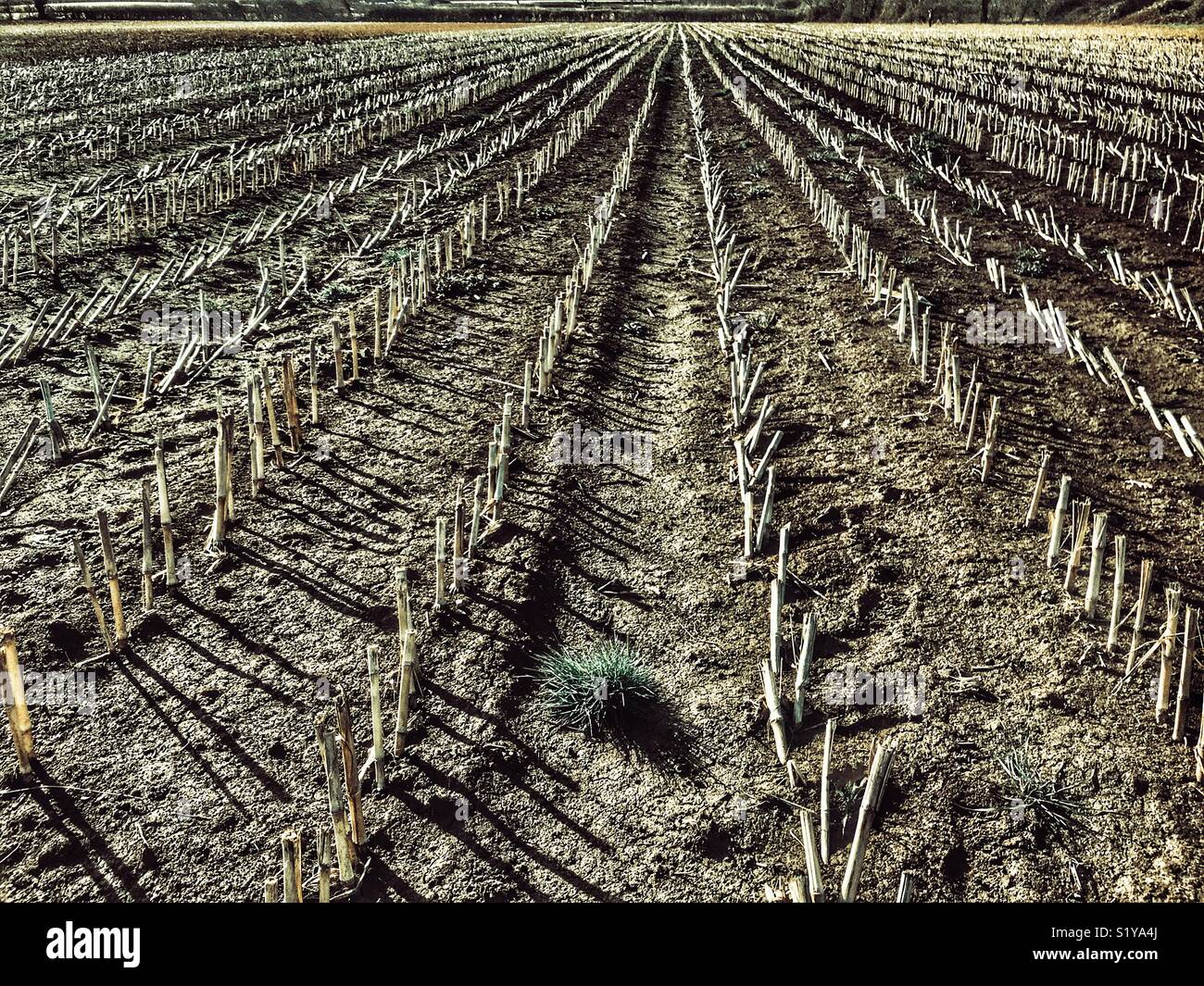 Einen Drei-Tage-Feld im Winter, Somerset, England Stockfoto