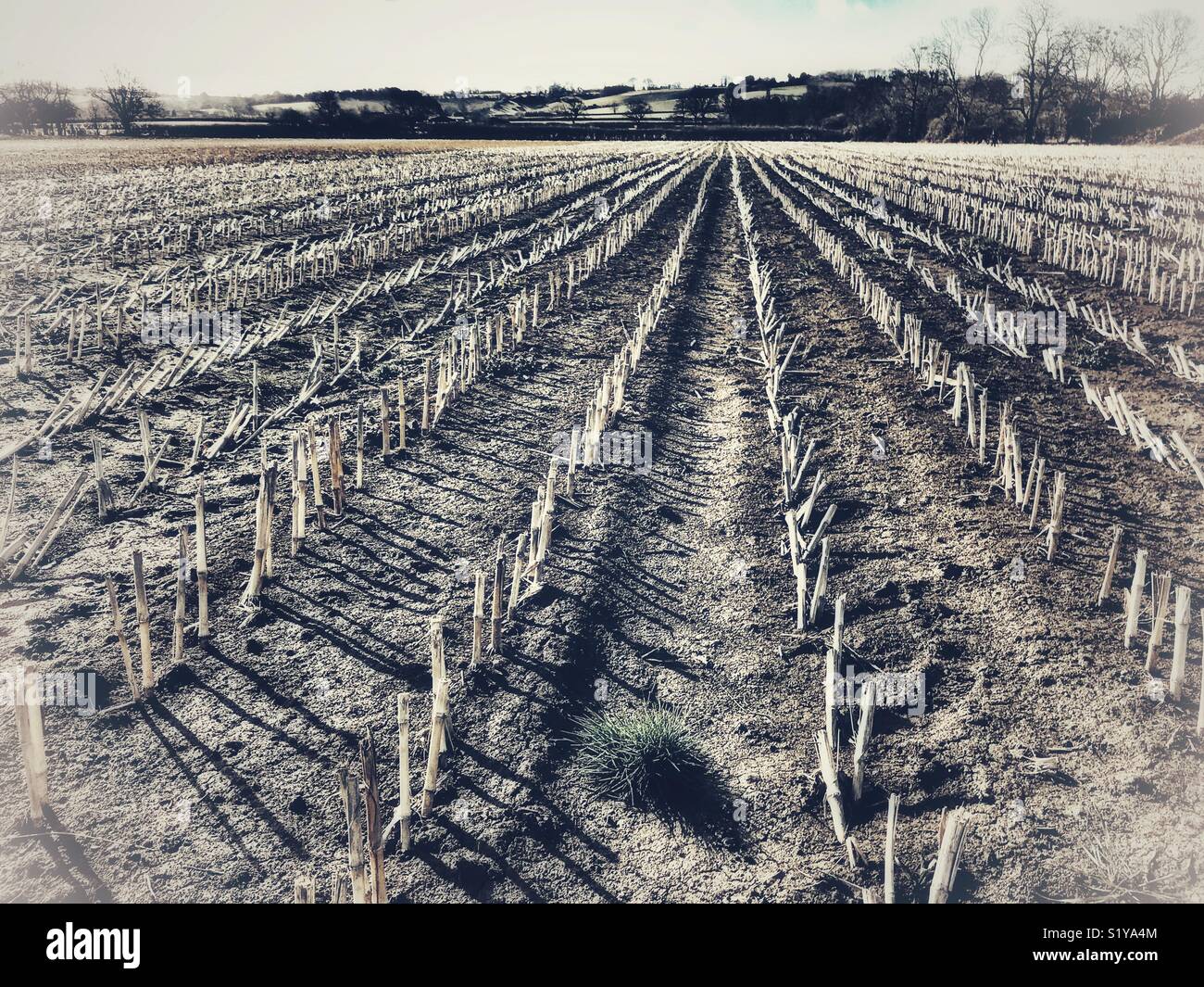 Ein Feld von Mais Stoppeln im Winter, Somerset, England - Smartphone-aufgenommenes Stockfoto