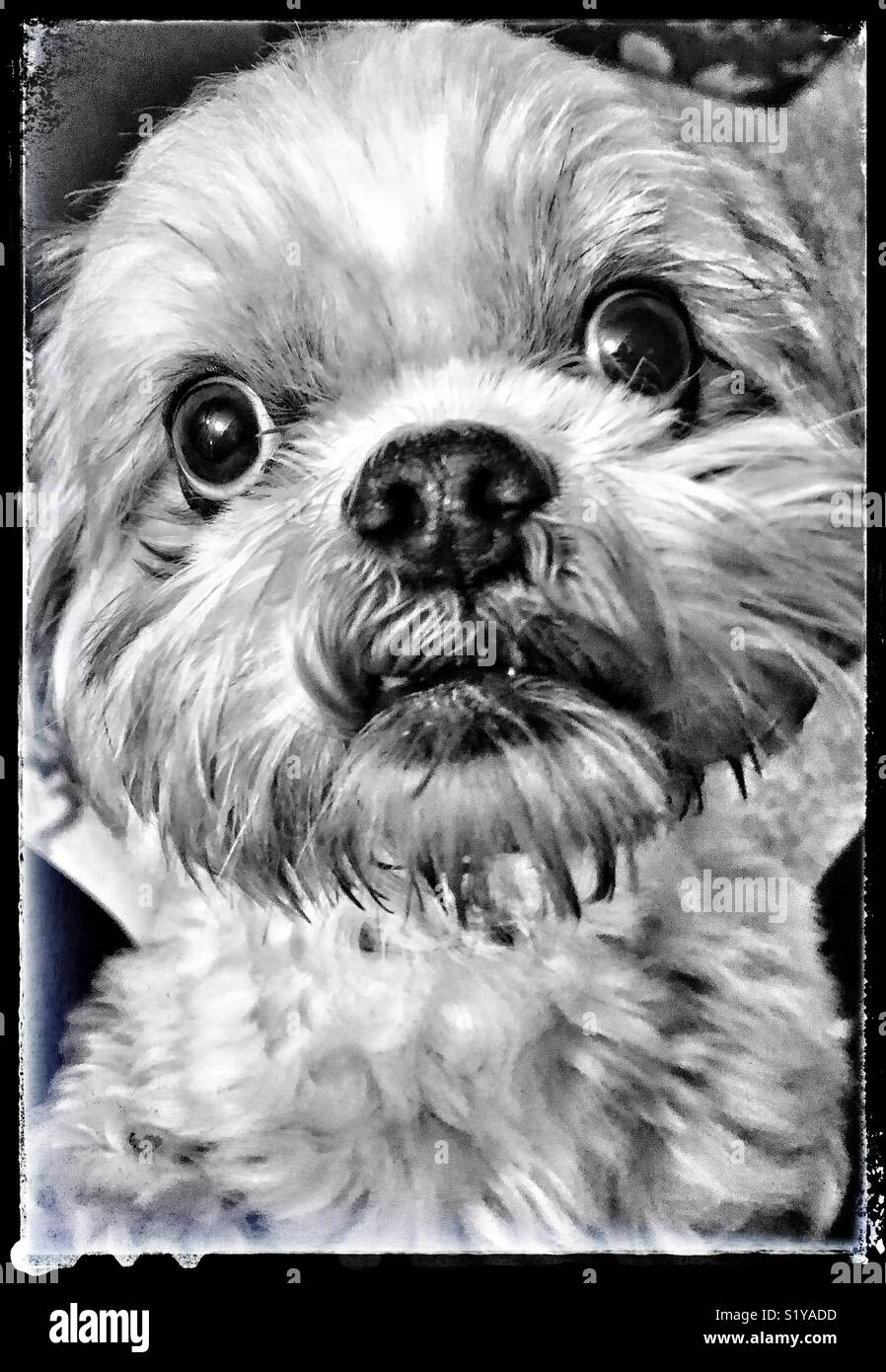 Vivid Arts Frost Resistant Shihtzu Pet Pal Puppy