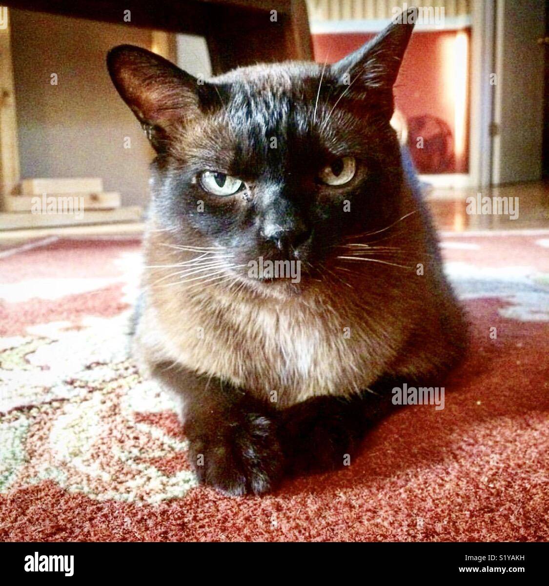 Siamesische Katze intensiv interessiert, was Sie zu sagen haben, Porträts Stockfoto
