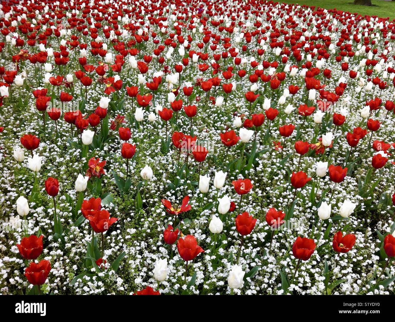 Bunte Anzeige von roten und weißen Blumen Stockfoto