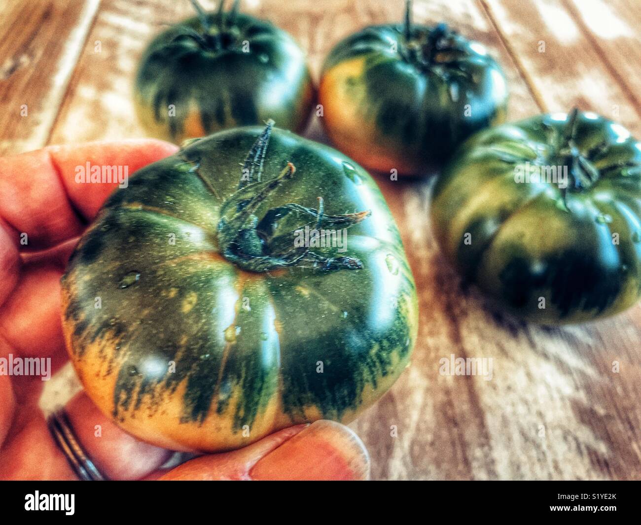 Tomaten in der Hand, bis in der Nähe - Smartphone-aufgenommenes Stockfoto