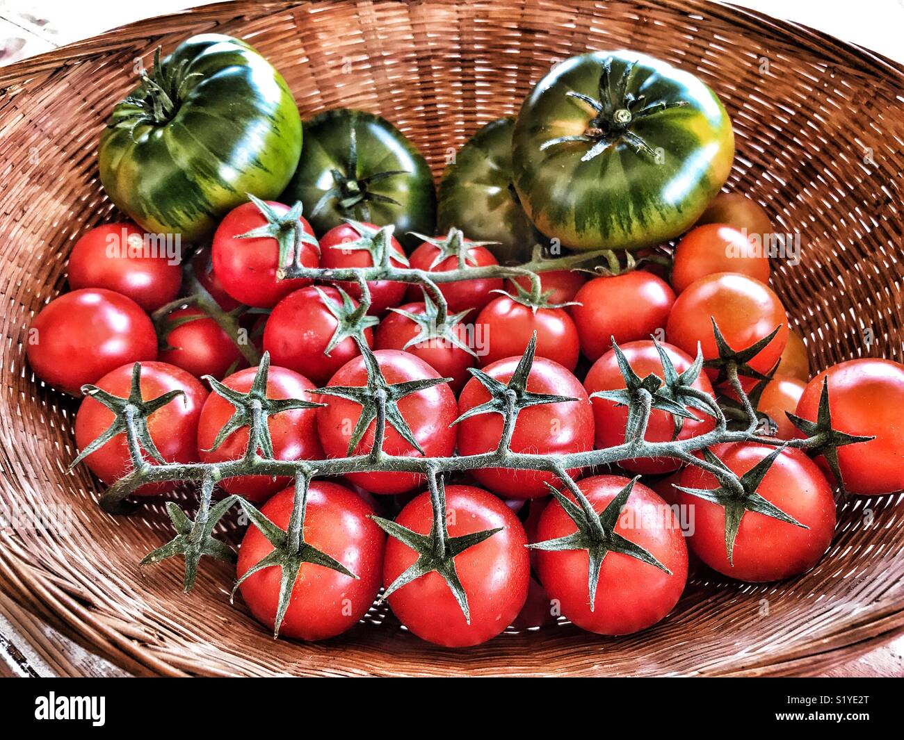 Reif, Rot, Strauchtomaten und grüne Tomaten in einem Korb Stockfoto
