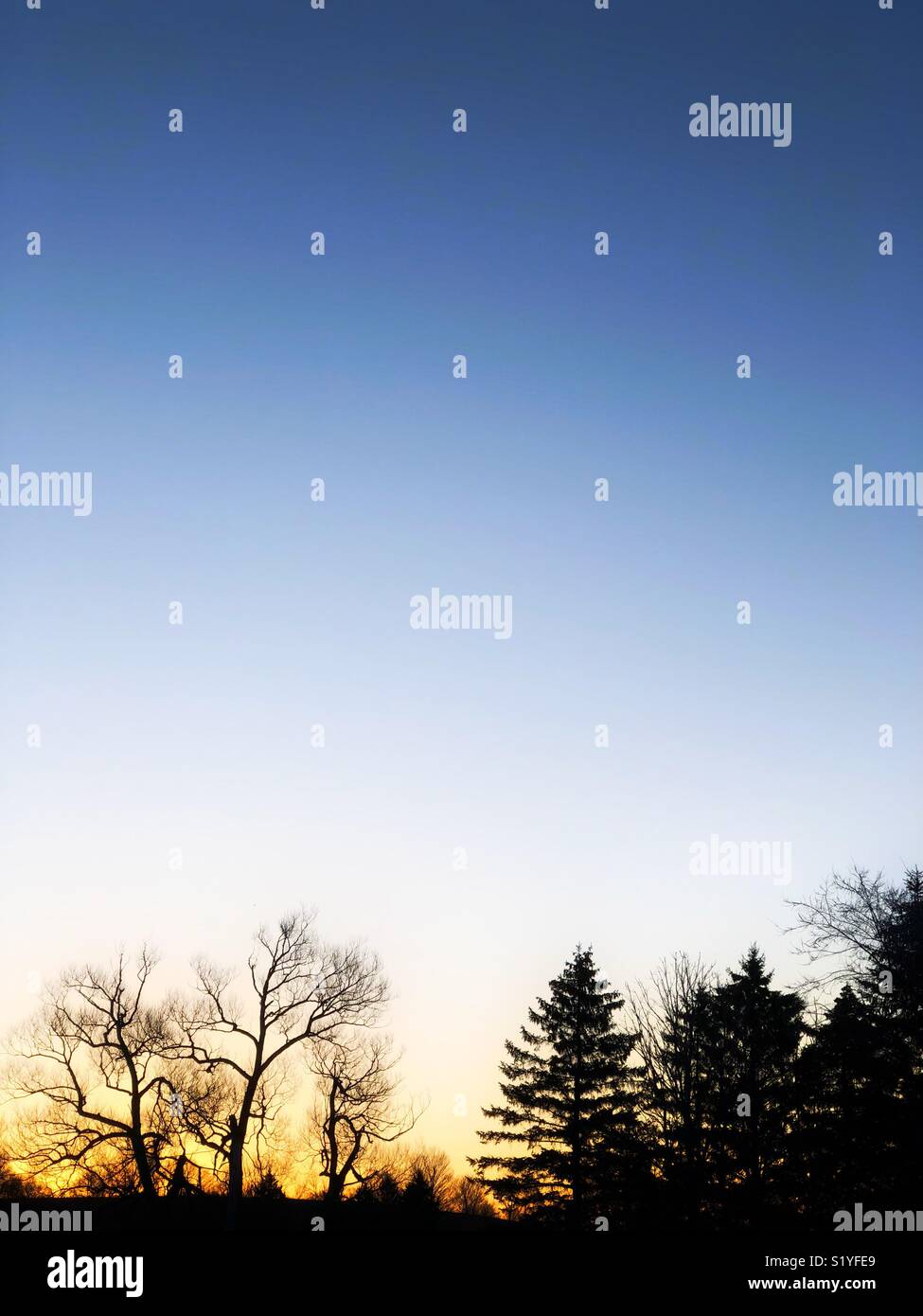 Silhouetted Bäume gegen den klaren Himmel bei Sonnenaufgang mit viel Platz kopieren - Smartphone-aufgenommenes Stockfoto