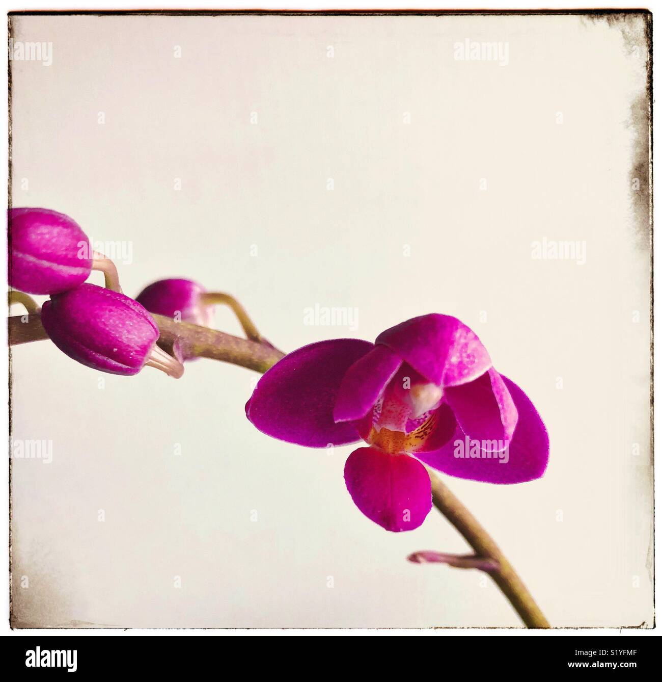 Orchidee - Smartphone-aufgenommenes Stockfoto
