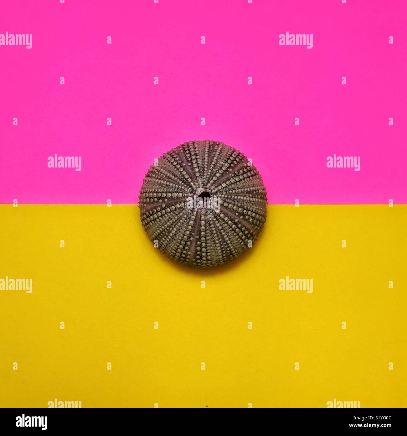 Seeigel Shell auf Duplex rosa und gelbem Hintergrund Stockfoto