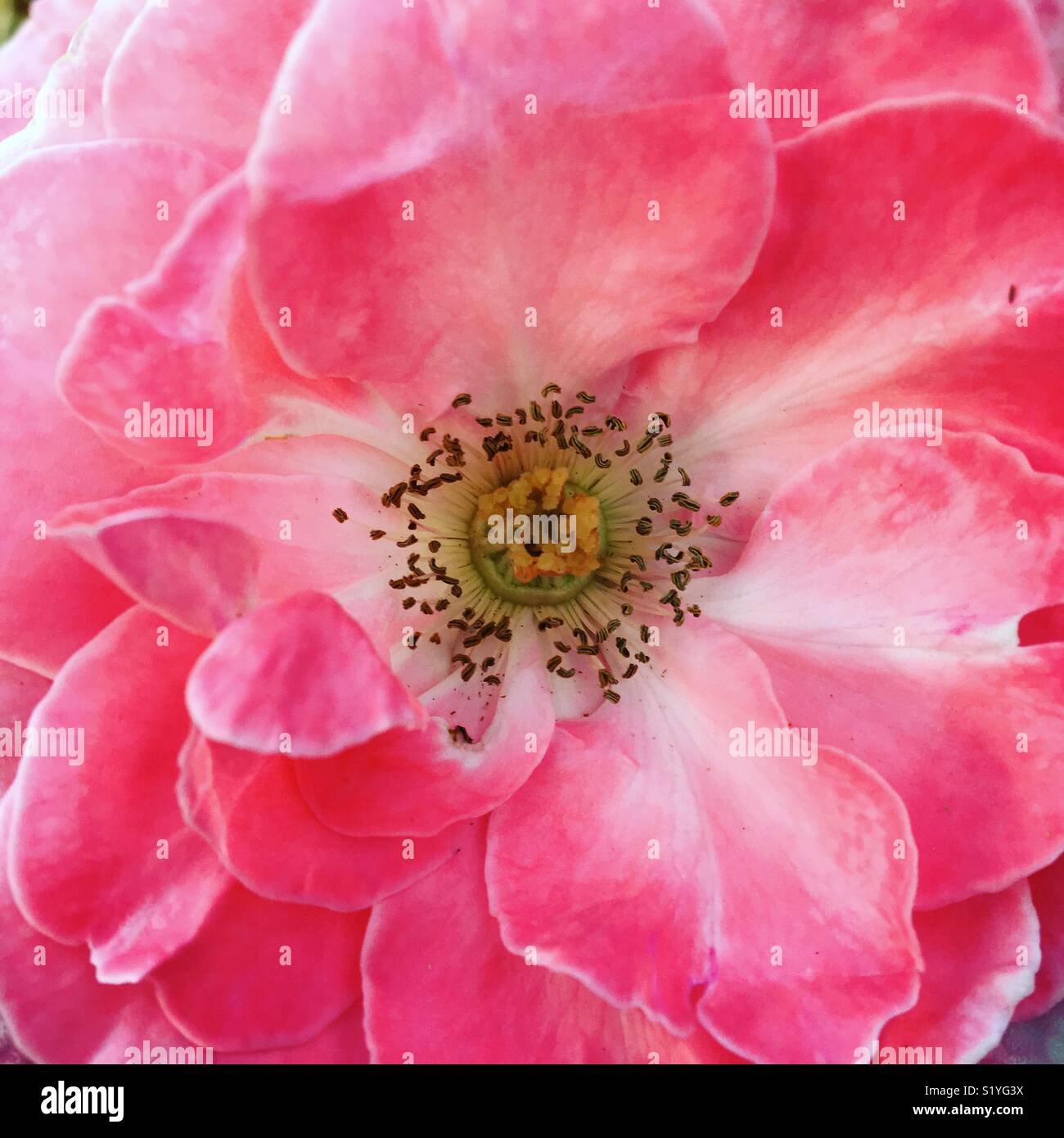 Rose in voller Blüte Stockfoto