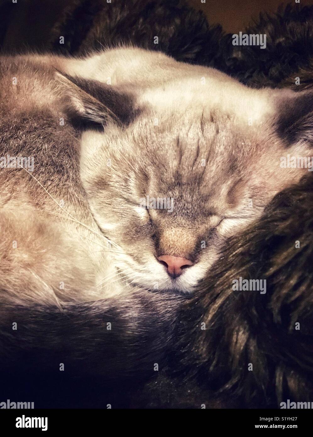 Lynx point Siamesische Katze ein Nickerchen auf fellimitat Decke - Smartphone-aufgenommenes Stockfoto