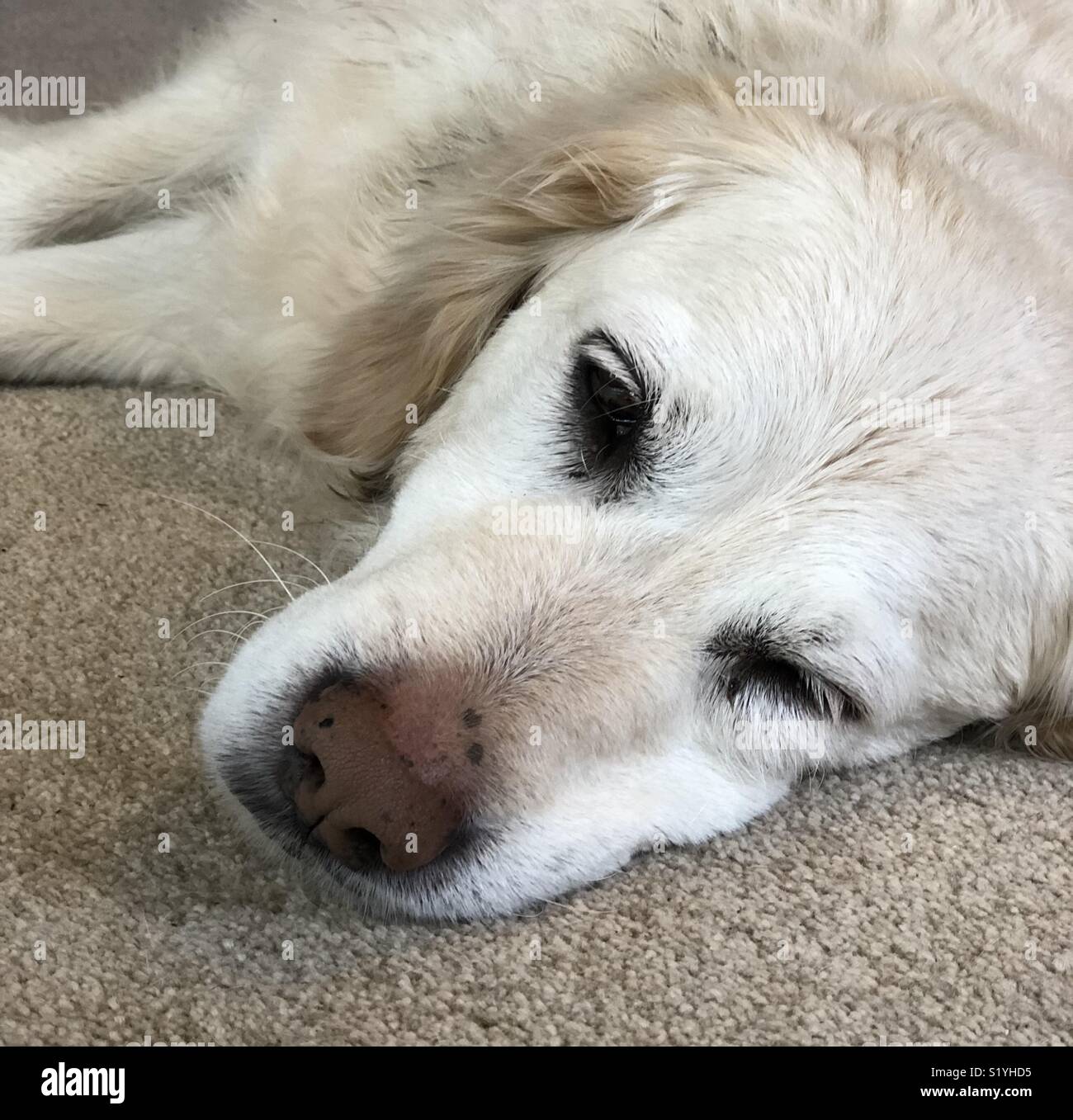 Sleepy Dog auf dem Teppich - Smartphone-aufgenommenes Stockfoto