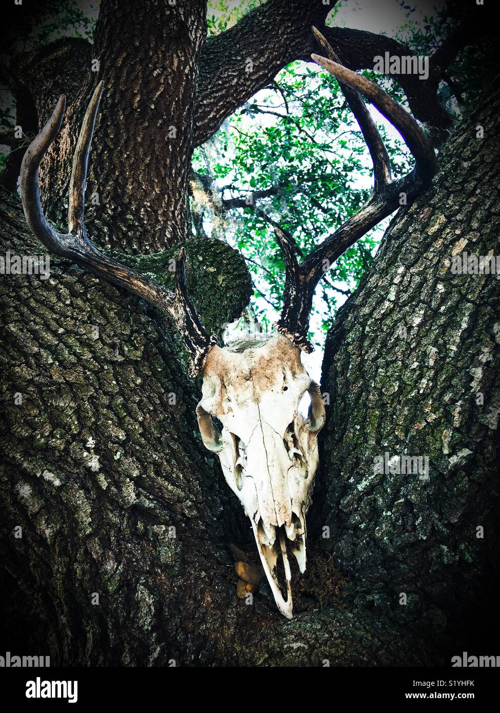 Deer Skull in einem Baum Stockfoto