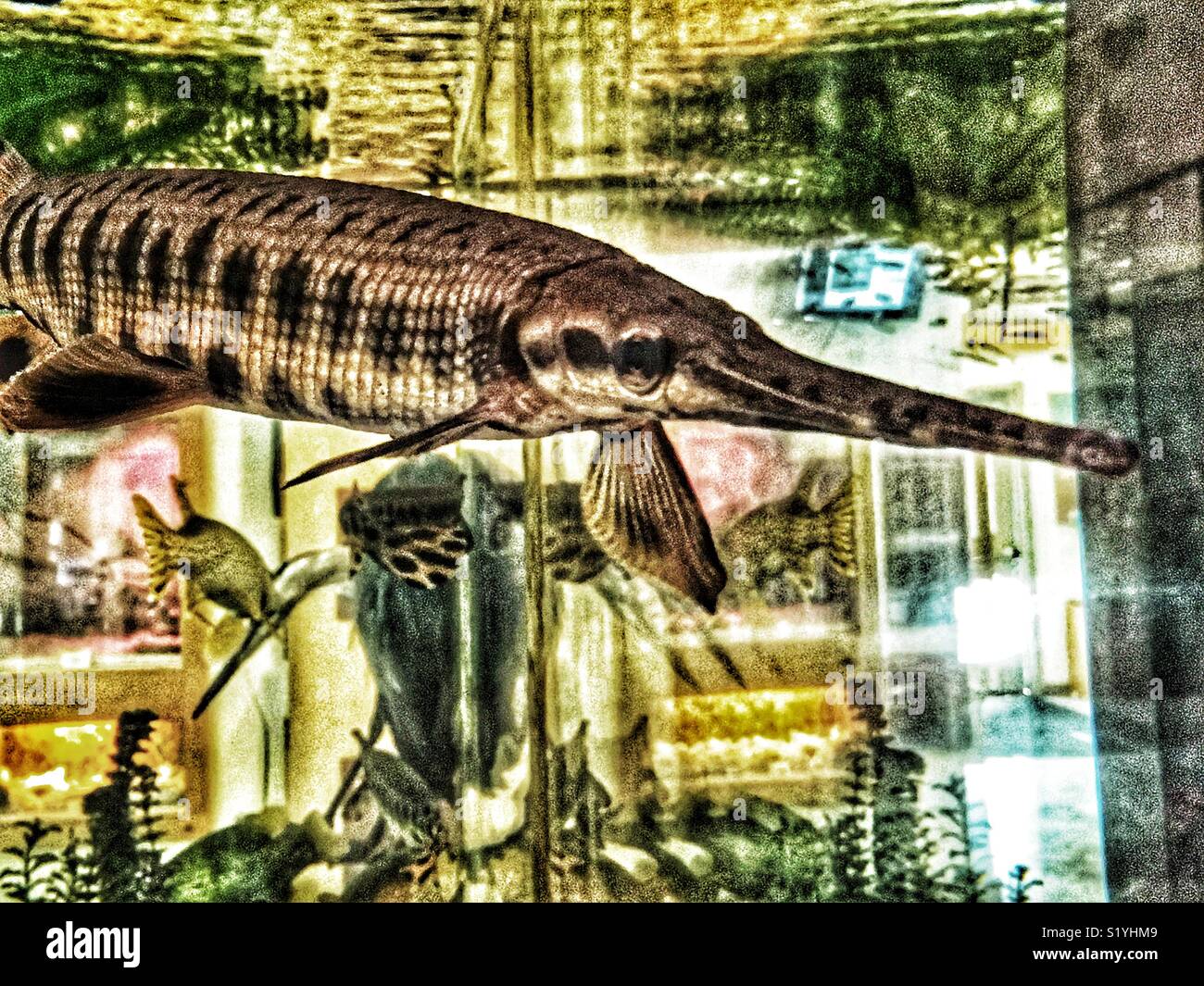 Portrait von Longnose gar Schwimmen im Aquarium (Lepisosteus osseus aka Nadelzange gar) Stockfoto