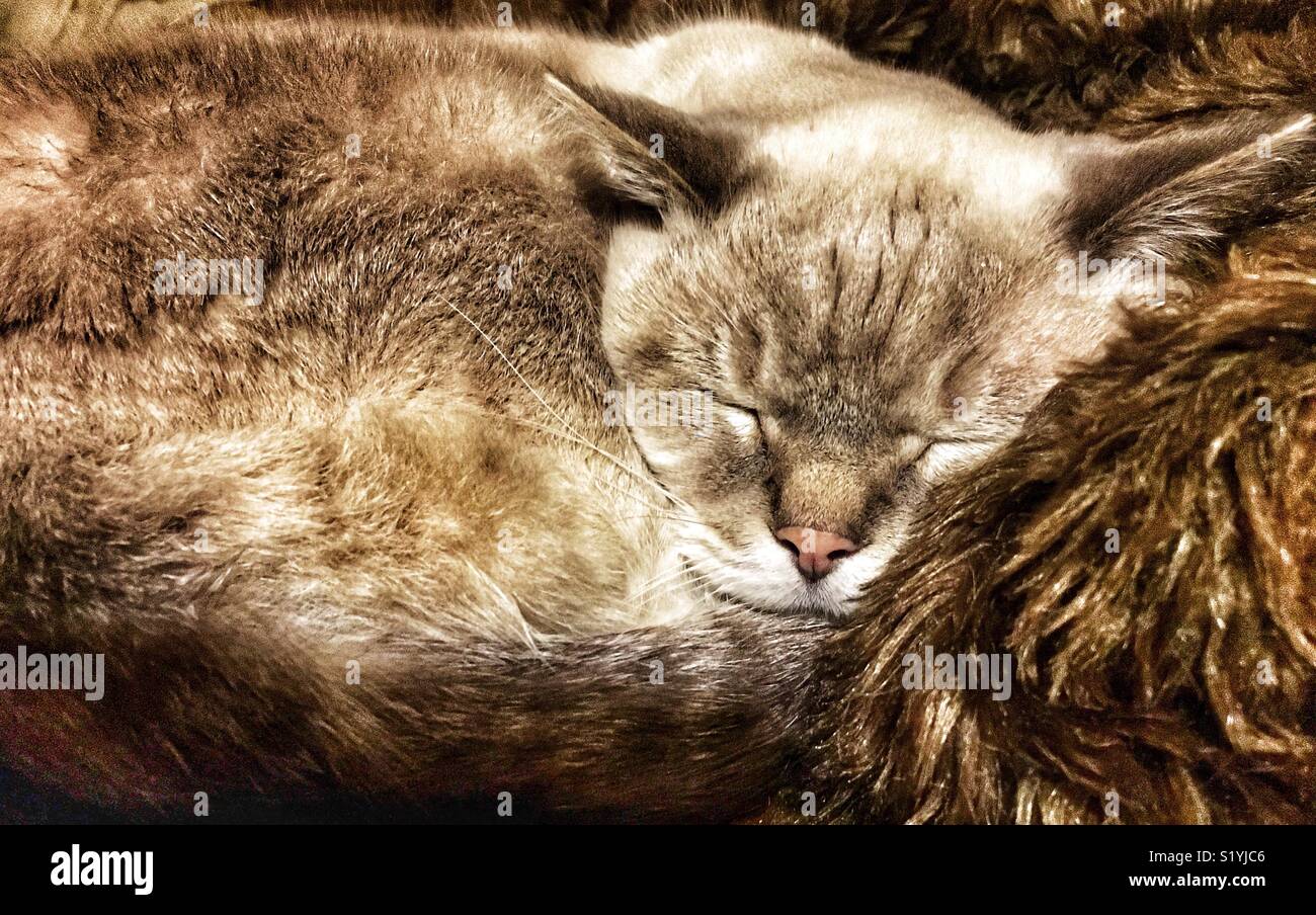 Lynx point Siamesische Katze ein Nickerchen auf fellimitat Decke - Smartphone-aufgenommenes Stockfoto