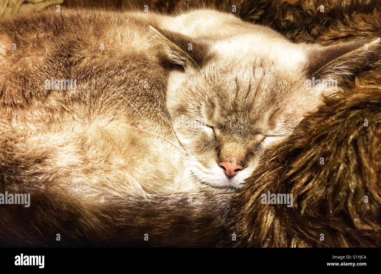 Lynx point Siamesische Katze ein Nickerchen auf fellimitat Decke - Smartphone-aufgenommenes Stockfoto
