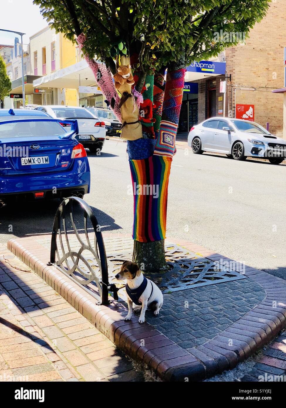 Jack Russel Hund unter einem Baum in Strickerei in Katoomba Australien Schattendach Stockfoto