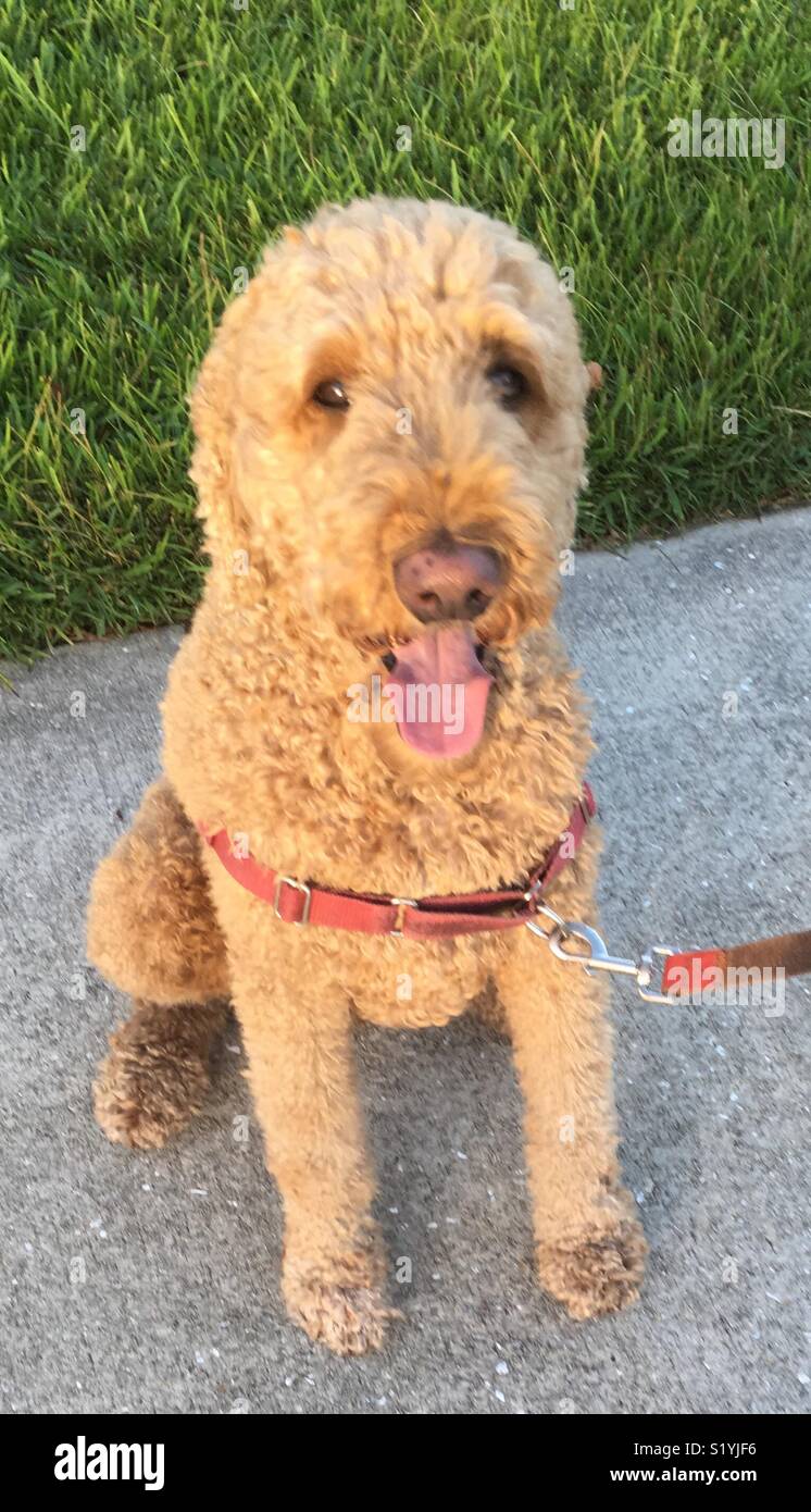 Hund mit lockigem fell Fotos und Bildmaterial in hoher Auflösung Alamy