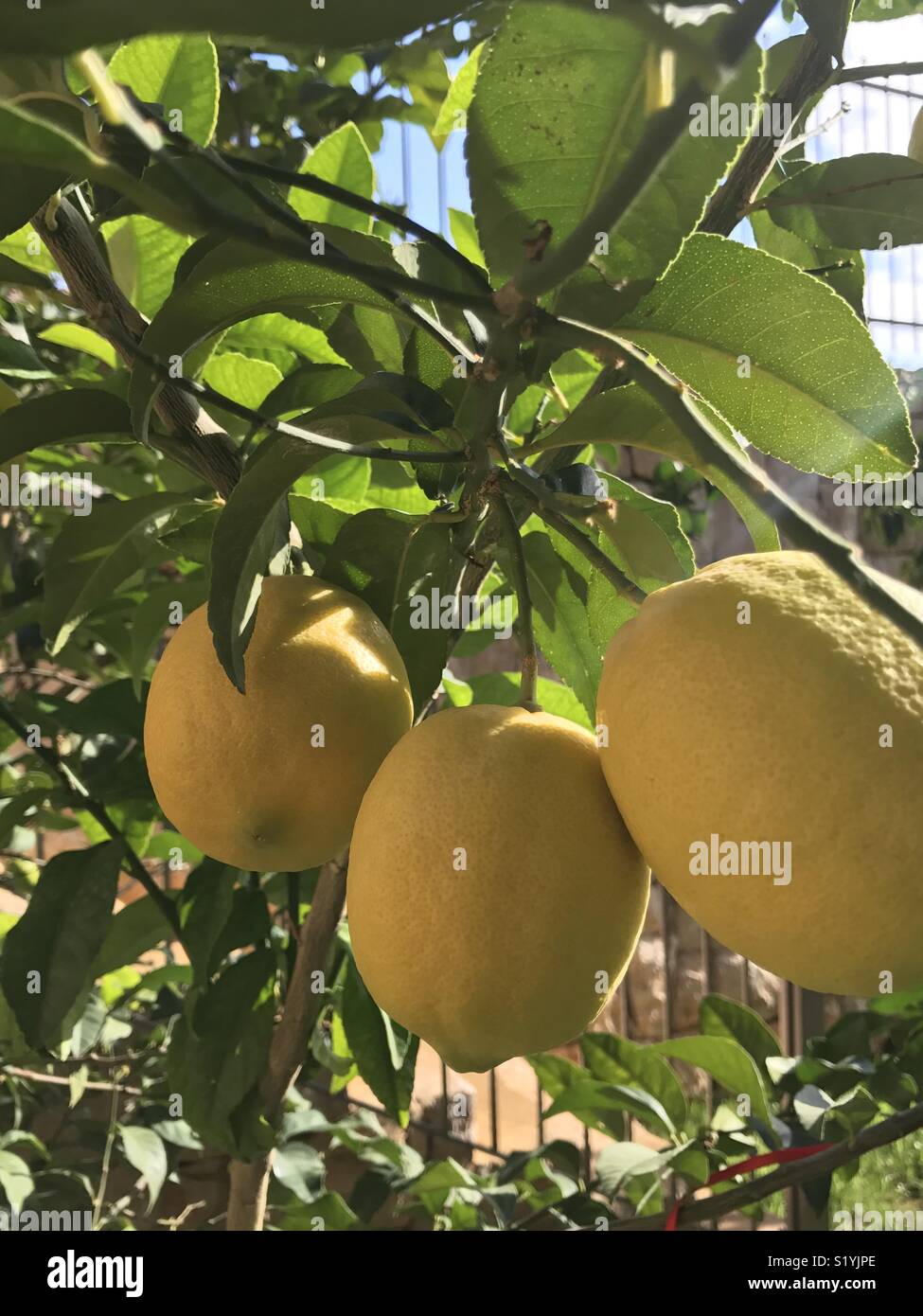 Zitrone auf einem Baum Stockfoto