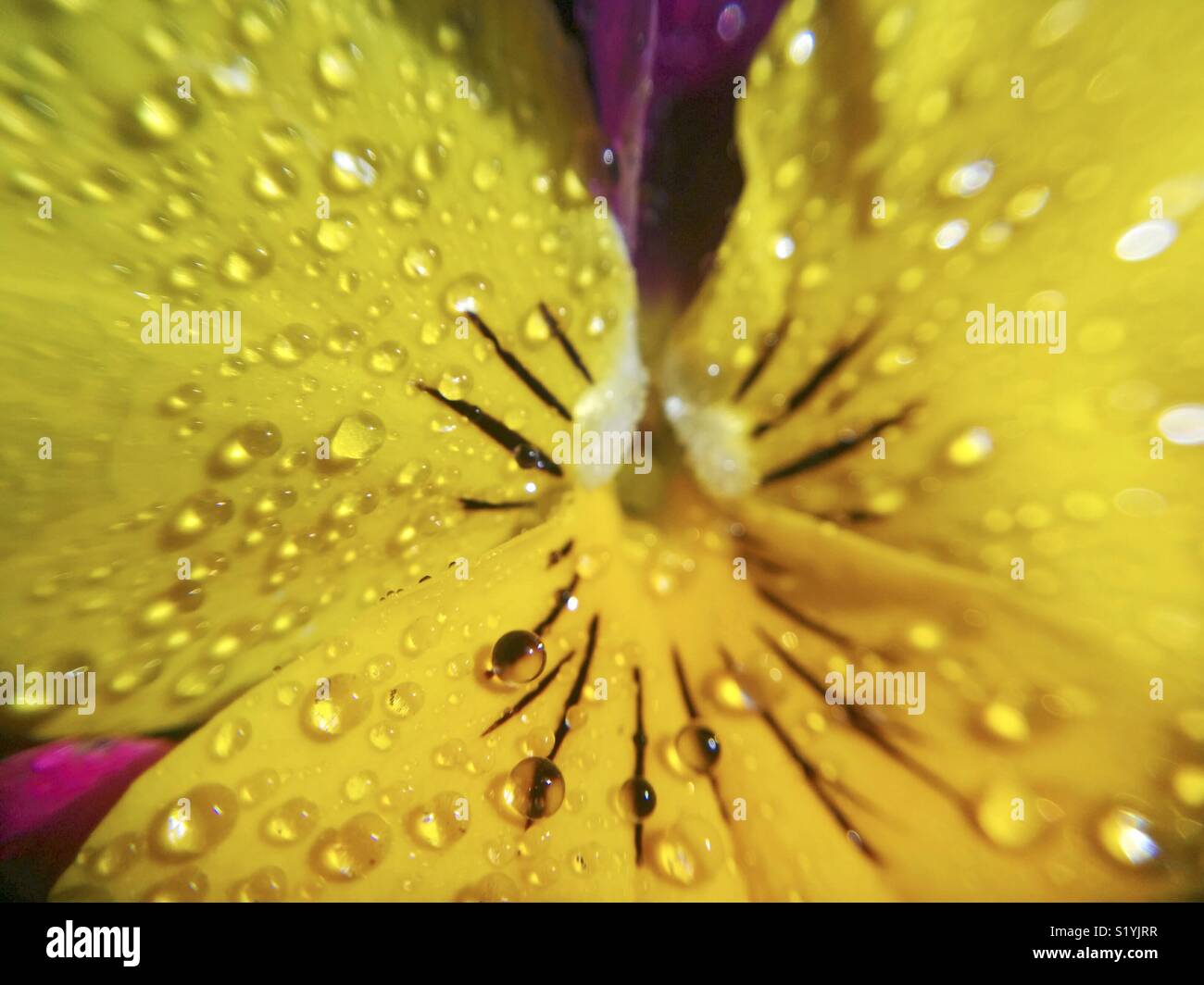 Stiefmütterchen Blume mit Tröpfchen. Makro. Stockfoto