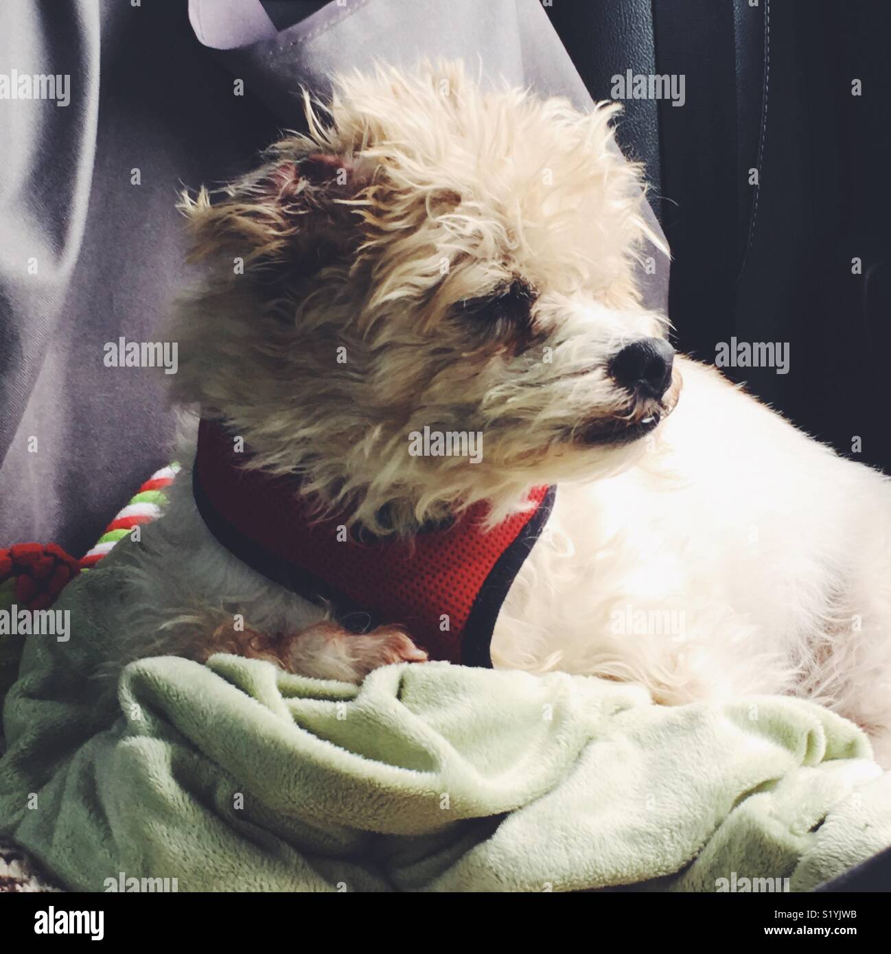 Hund, terrier Russell mix, Auto fahren # petphotography Stockfoto