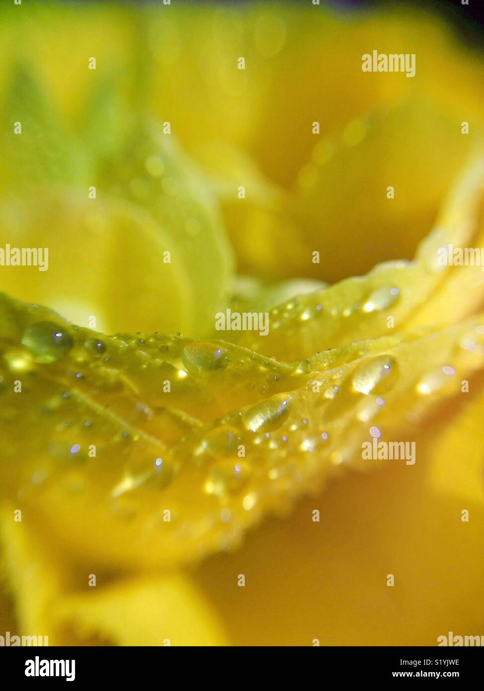 Ranunculus Blume mit Tröpfchen. Makro. Stockfoto