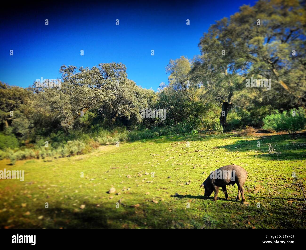 Eine iberische Schwein isst in einem prairy in Prado del Rey, Sierra de Cadiz, Andalusien, Spanien Stockfoto