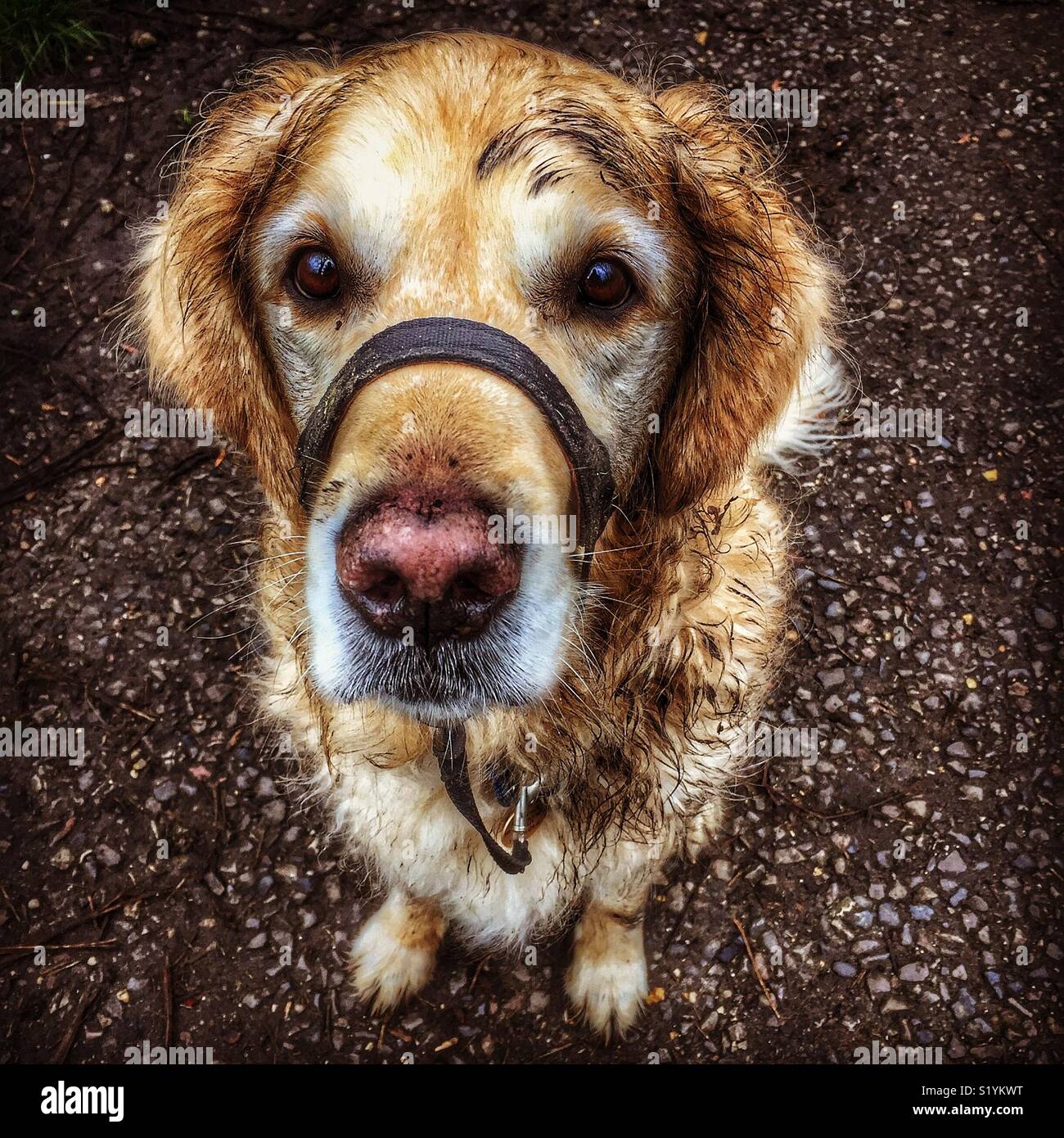 Dirty dog Stockfoto