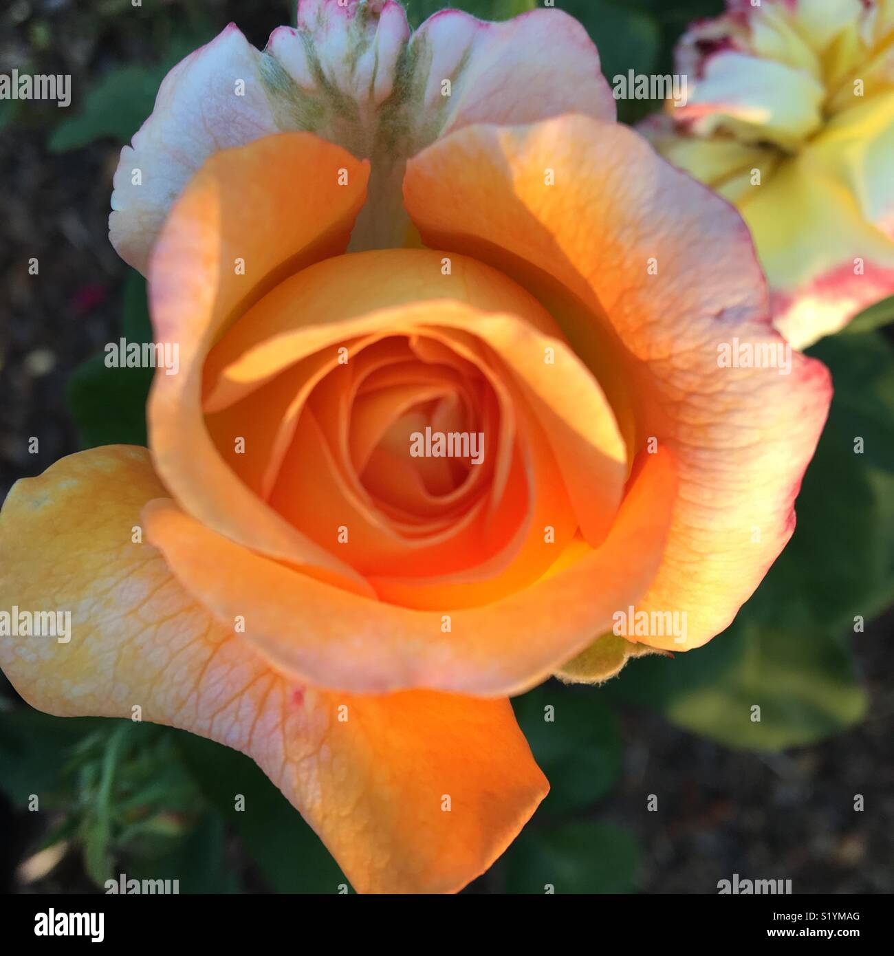 Rose im Garten - Smartphone-aufgenommenes Stockfoto